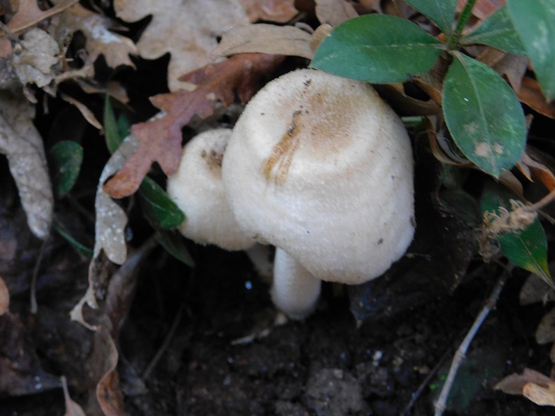 5 Fotogr.il 18.12.2021 sotto Leccio